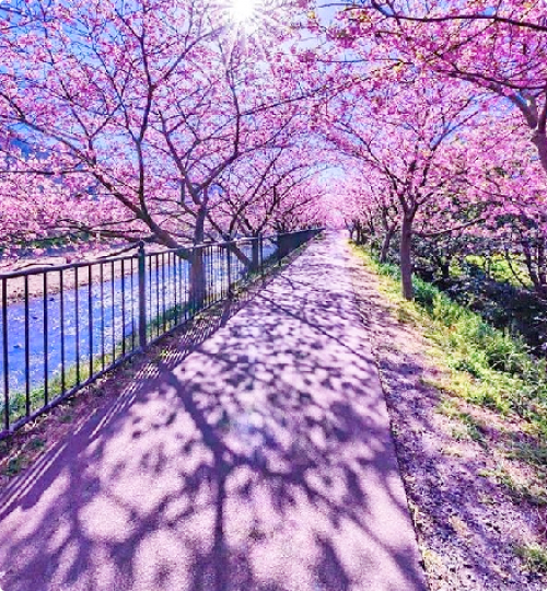 Japan, Tunnel of cherry blossom