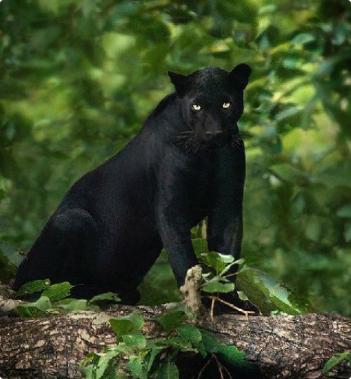 Karnataka, Kabini Wildlife