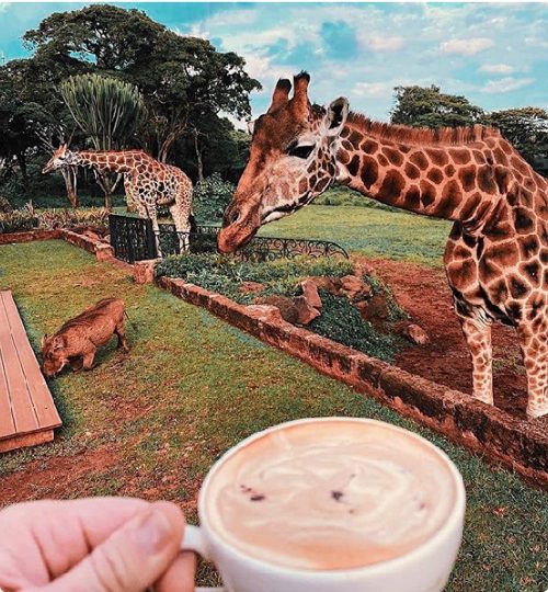 Magical Kenya
