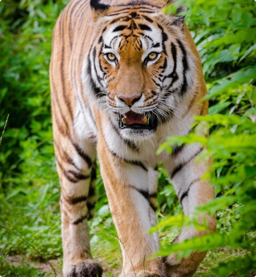 Uttarakhand, Corbett Safari