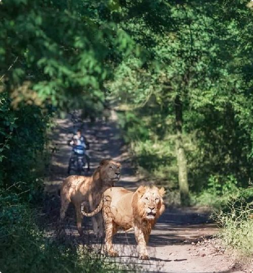 Gujarat, Gir forest